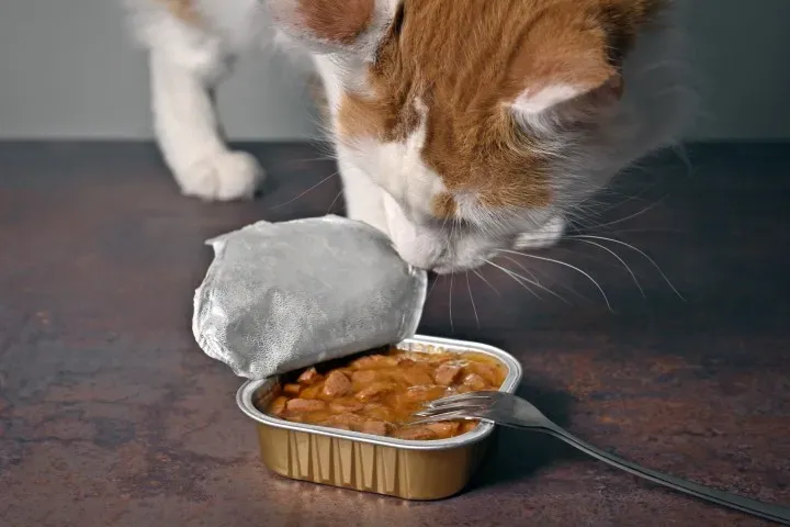 Vente de pâtés chat à Fontaine-le-Comte