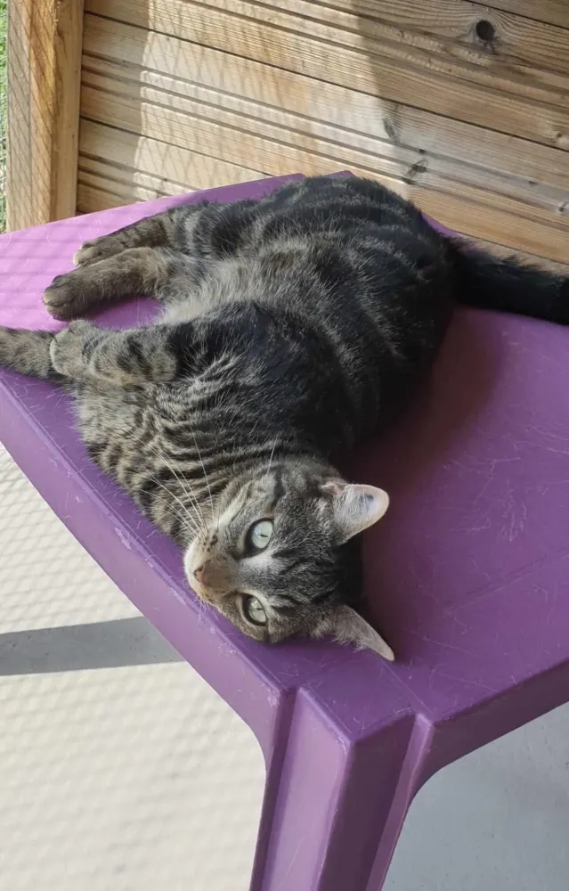 Chat 1