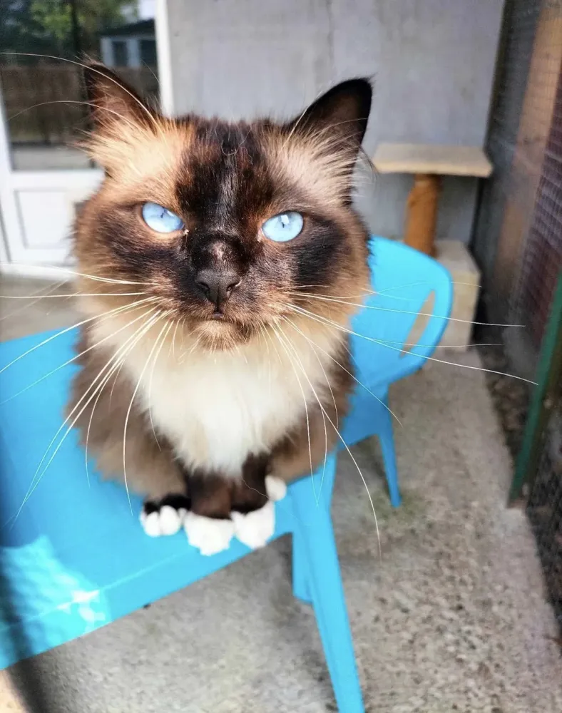 Chat 2