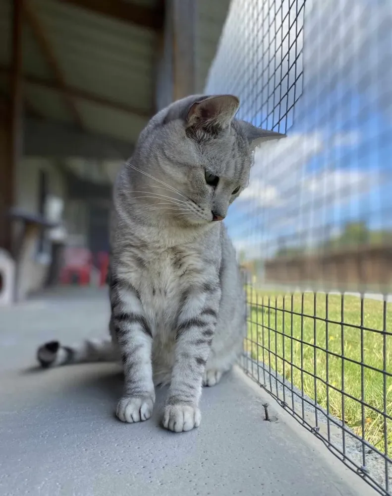 Chat 3