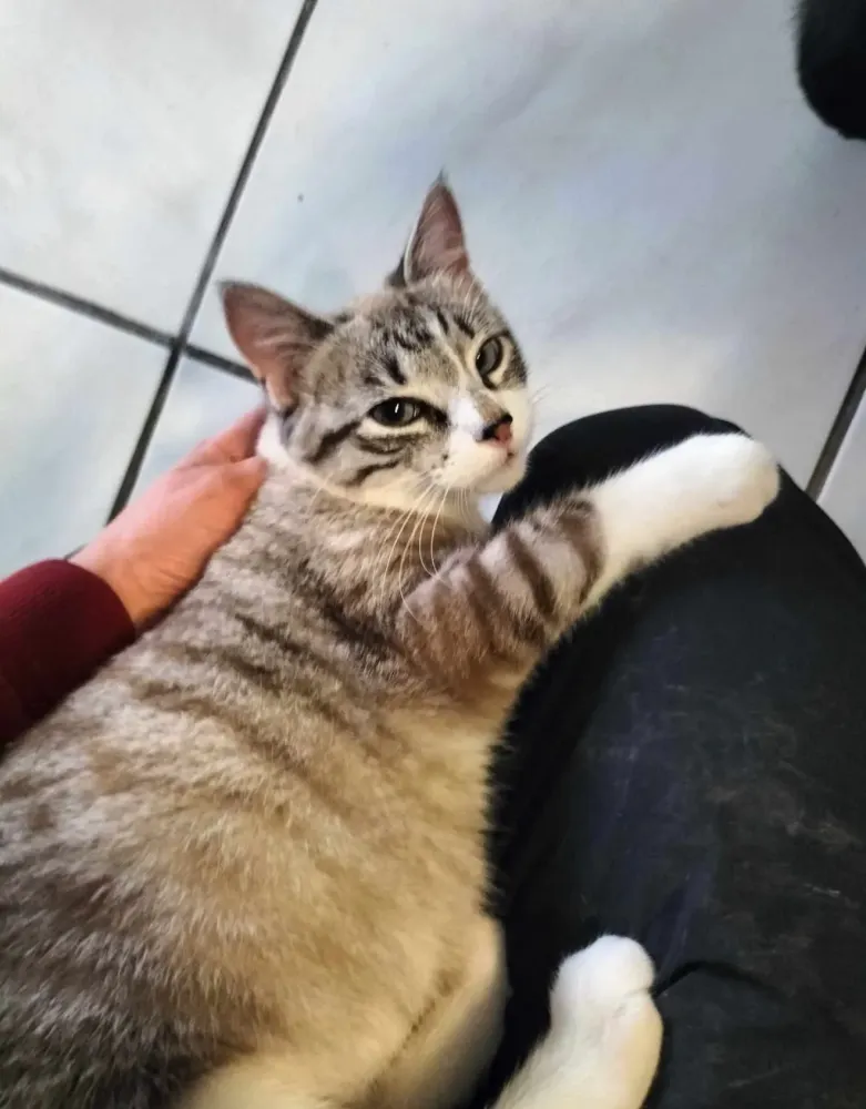 Chat 4