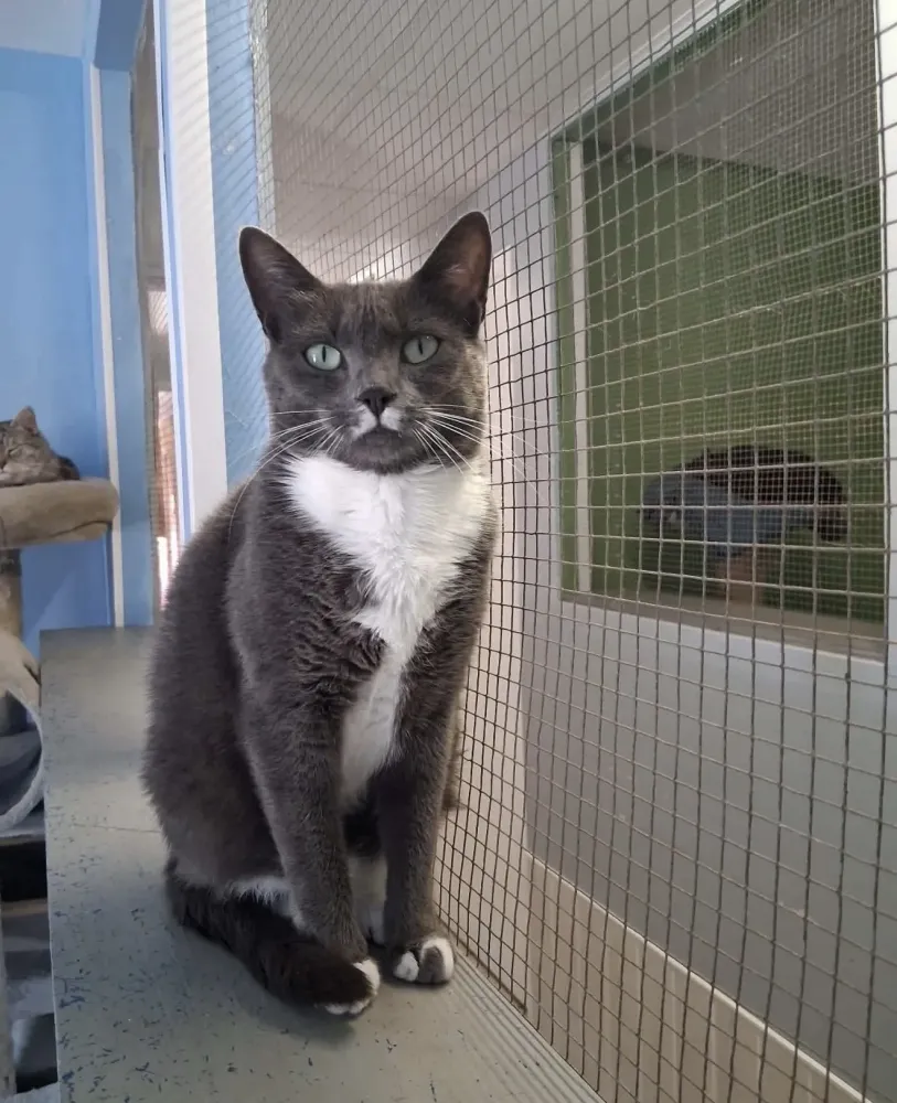 Chat 5